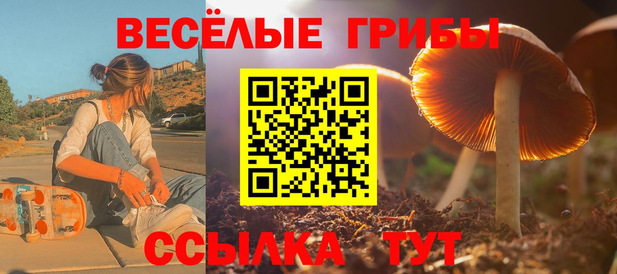 Псилоцибиновые грибы Psilocybe Ессентуки